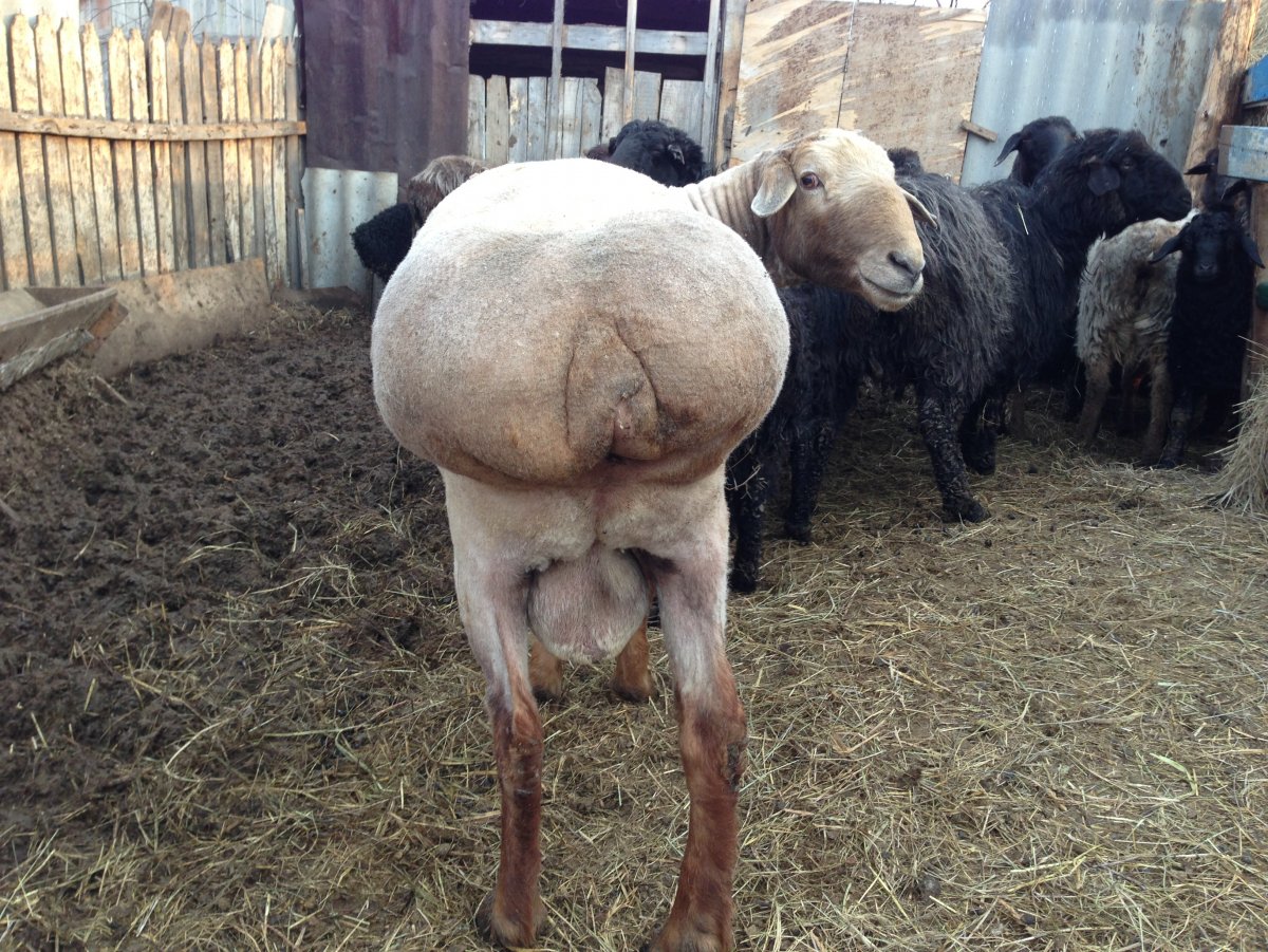 Сокольская порода овец