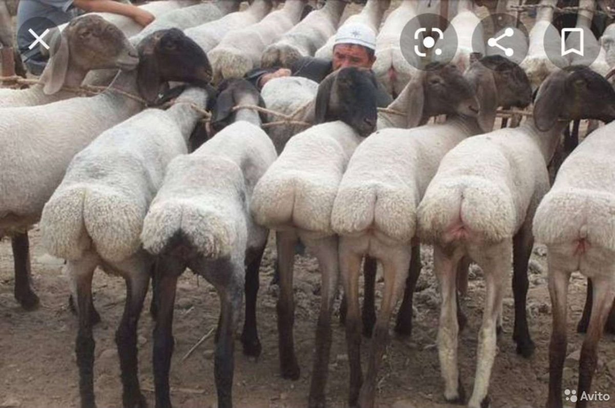 Баранов афганские породы
