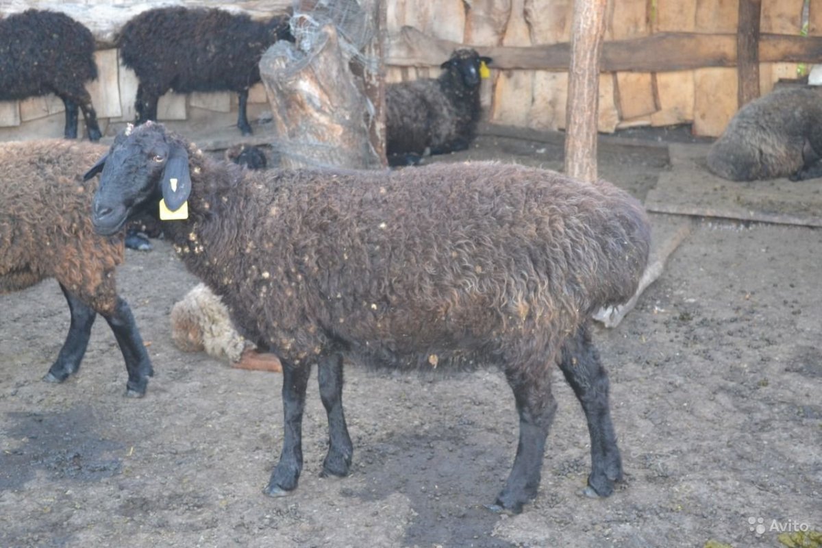 Узбекский баран с курдюком