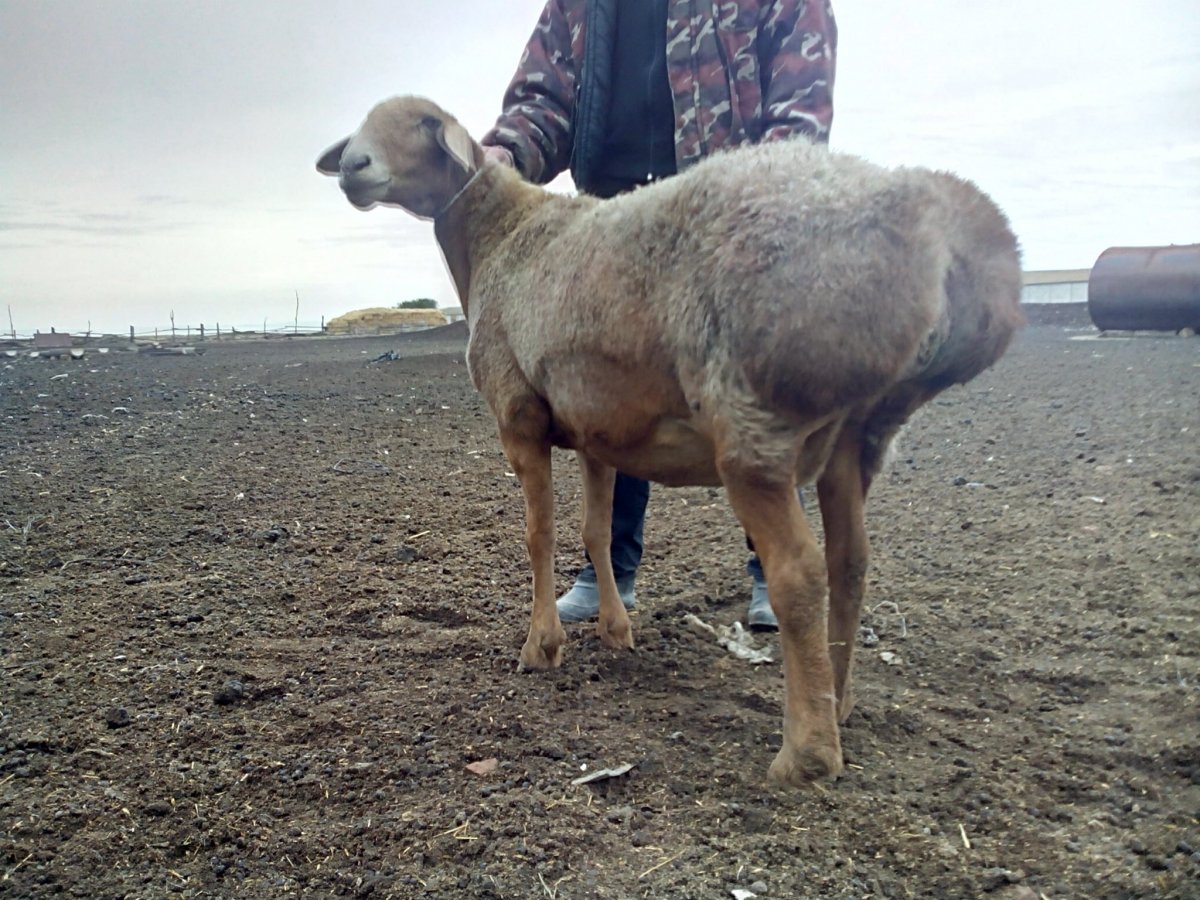 Гиссарский курдючный баран