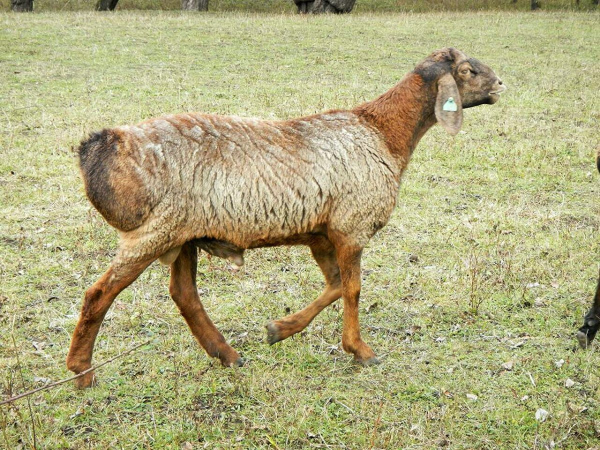 Курдючная Овечка смешное