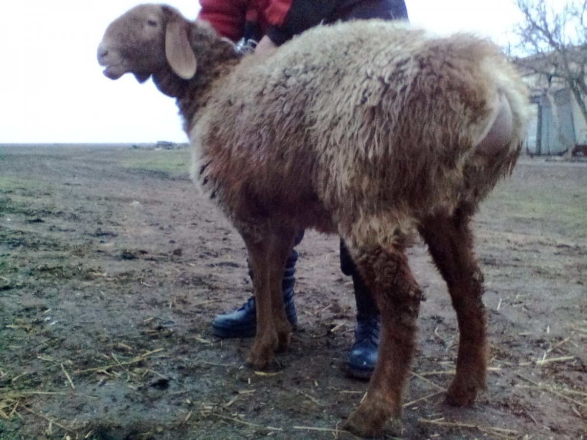 Породы Баранов курдючные