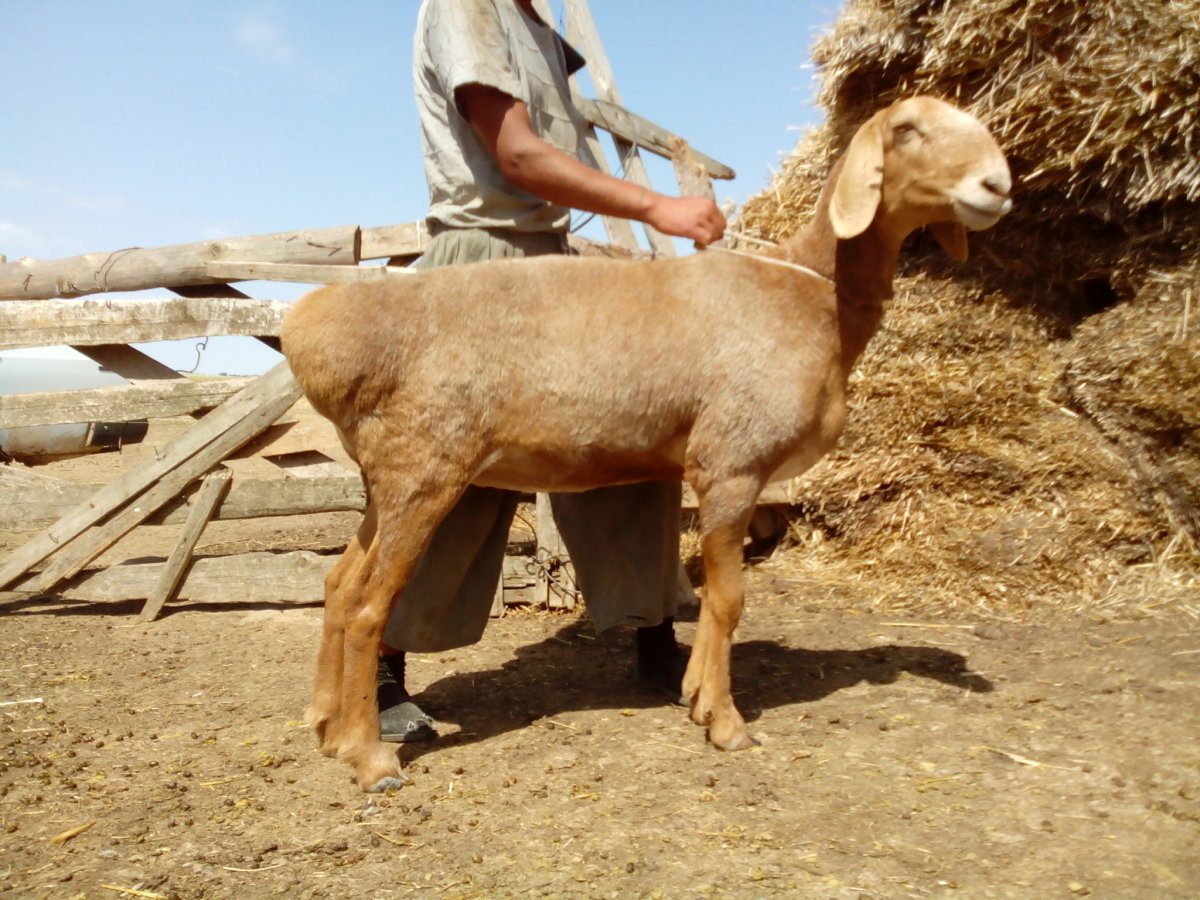 Курдючный баран анатомия