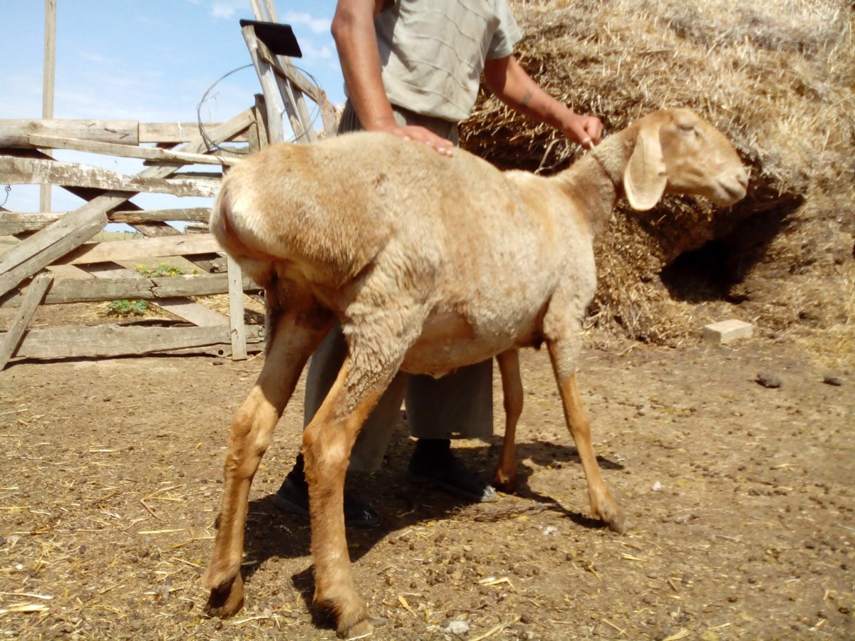 Чистокровный Гиссарский баран