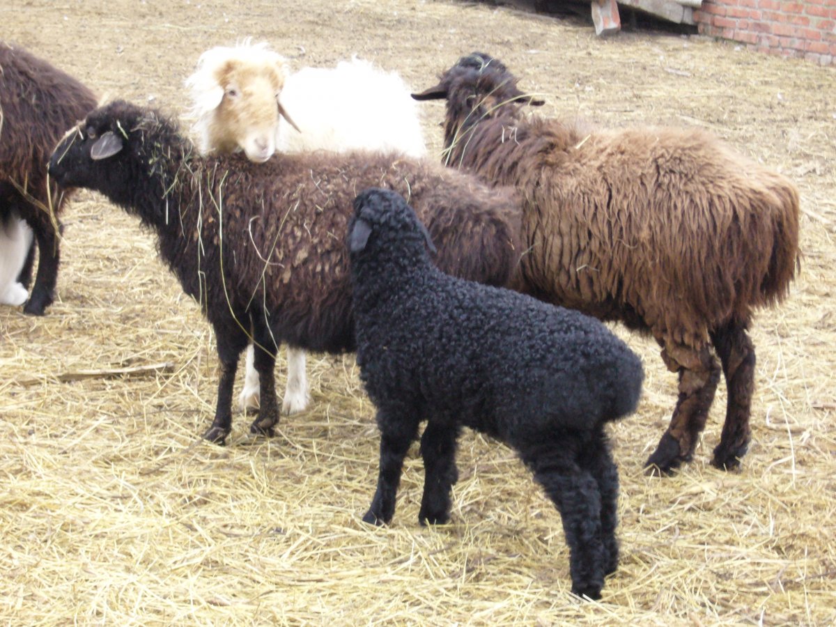 Курдючный баран