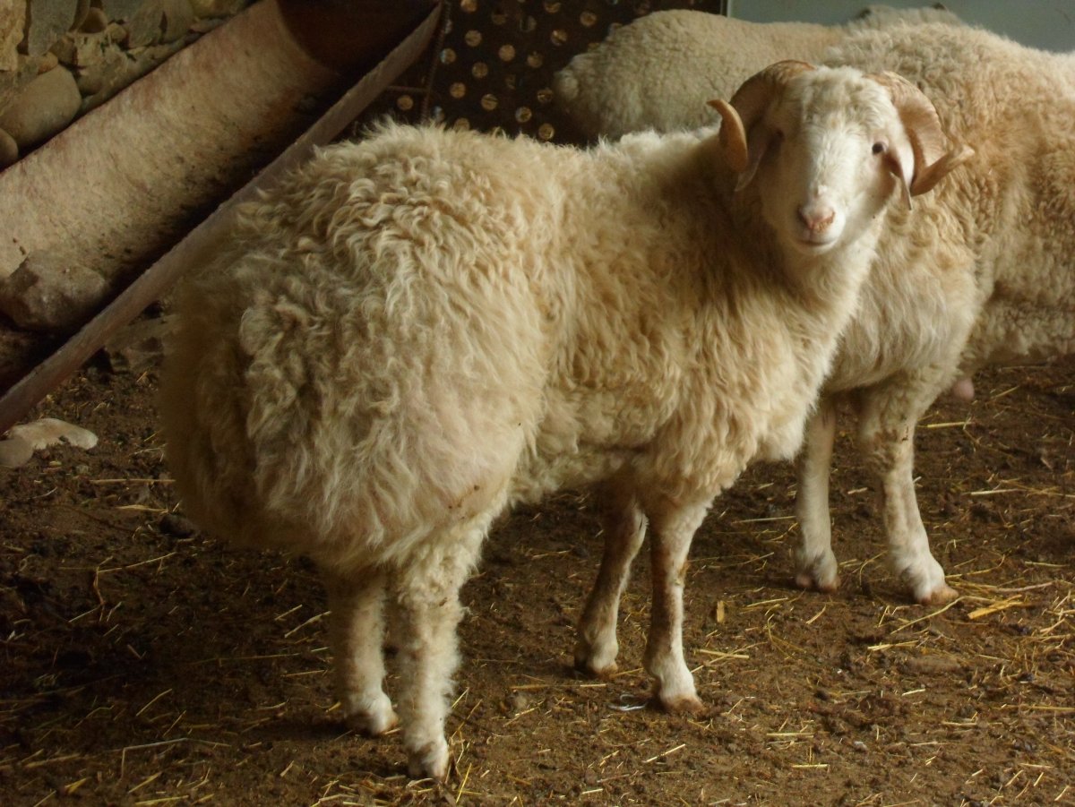 Курдючные и Романовские овцы