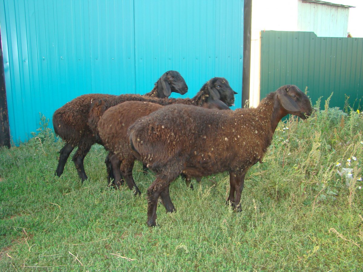 Баран курдючный горный