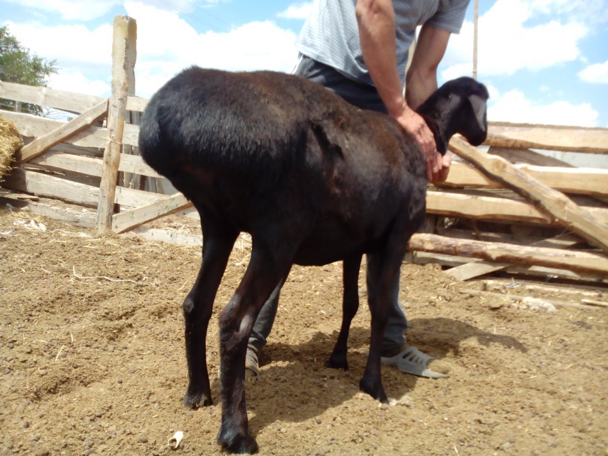 100 Кг баран курдючный