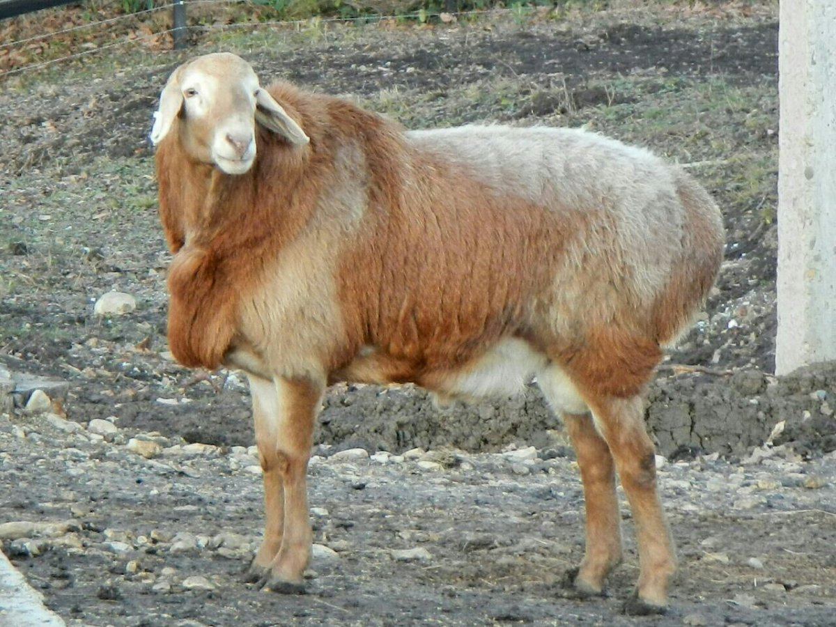 Гиссарская порода Баранов