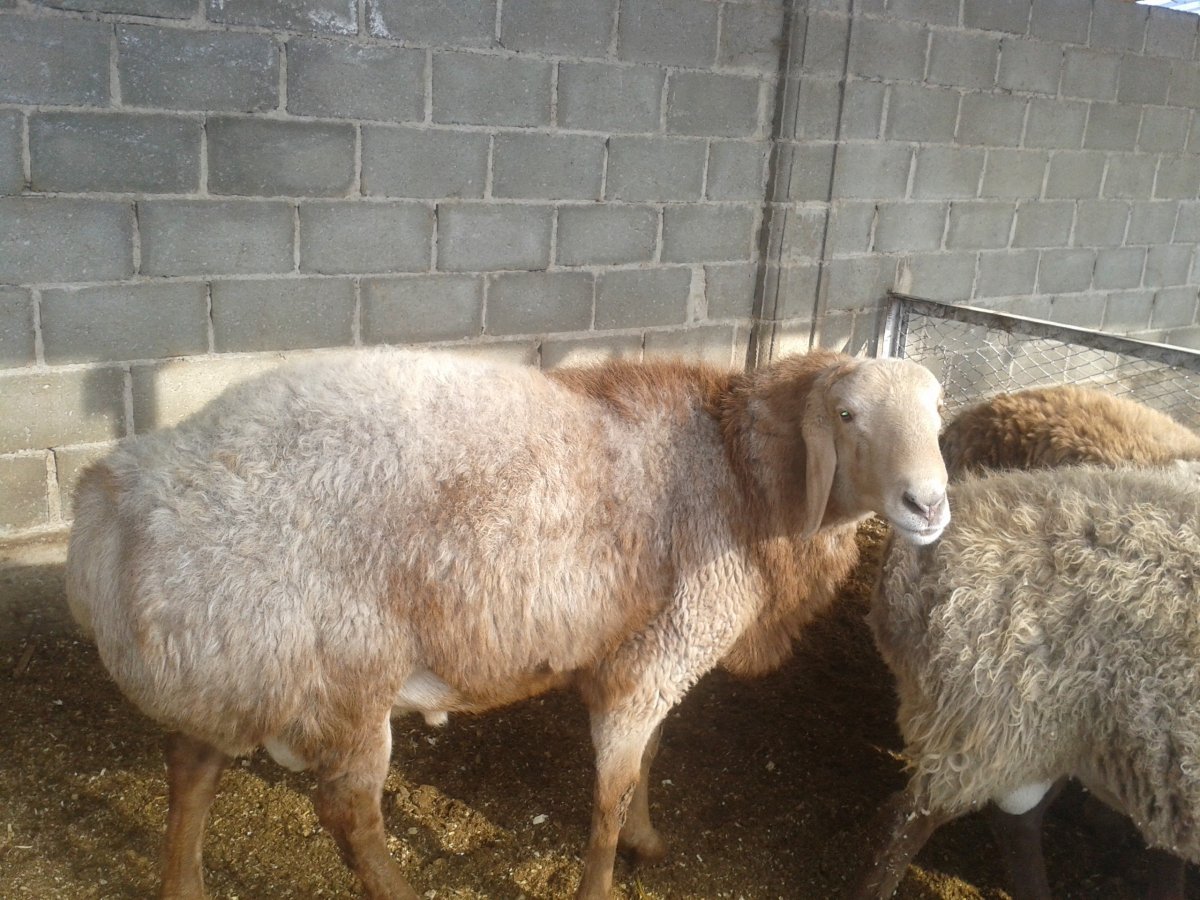 Баран гиссарской породы