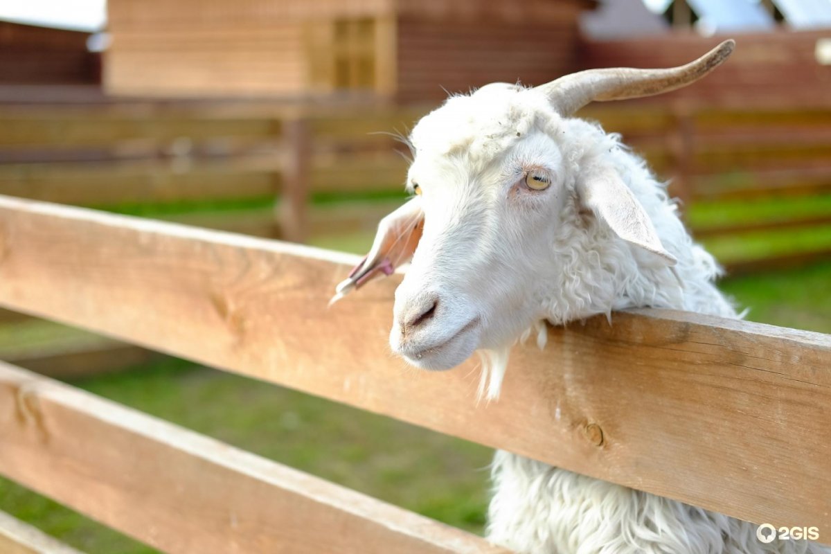 Коза-Дереза ферма