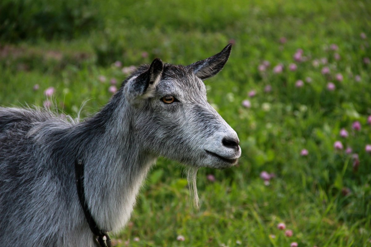 Коза Дереза фото картинки