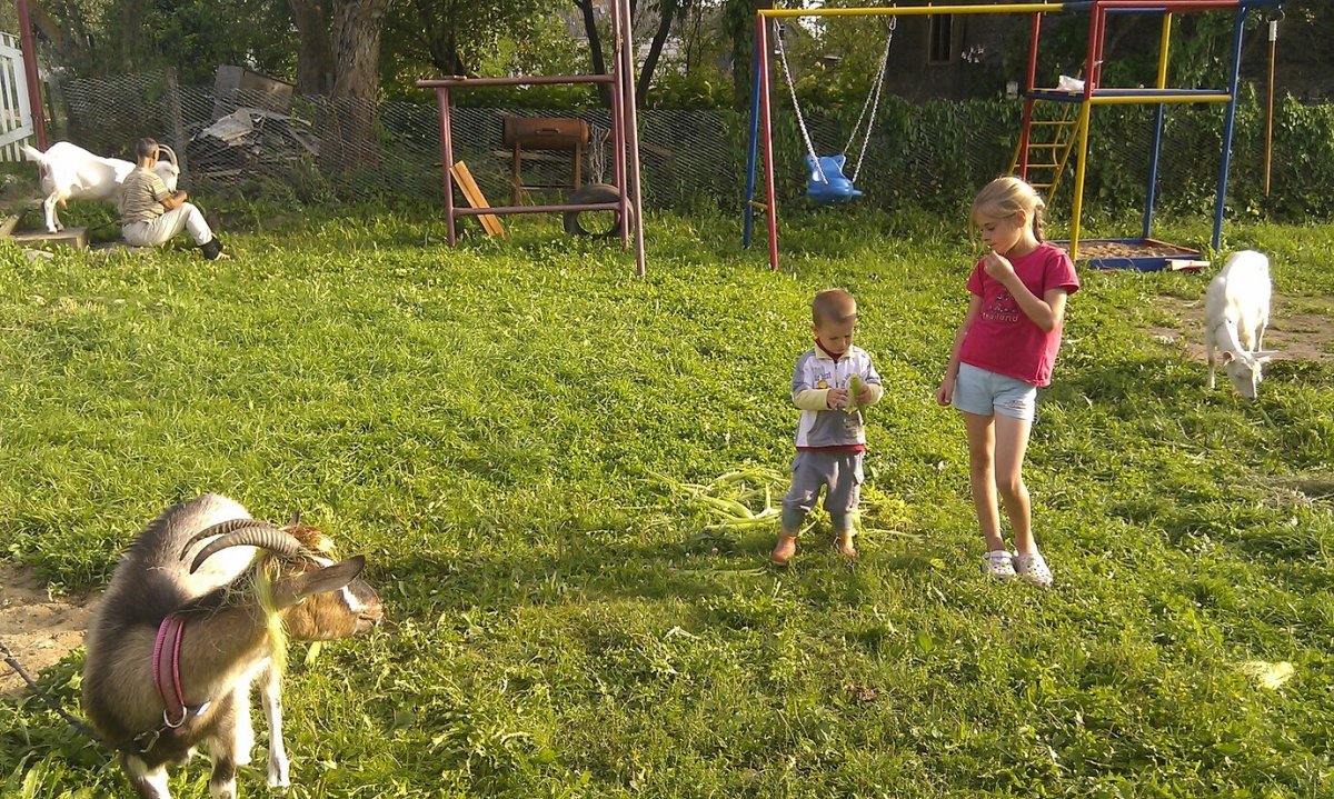 ЛПХ "коза-Дереза"