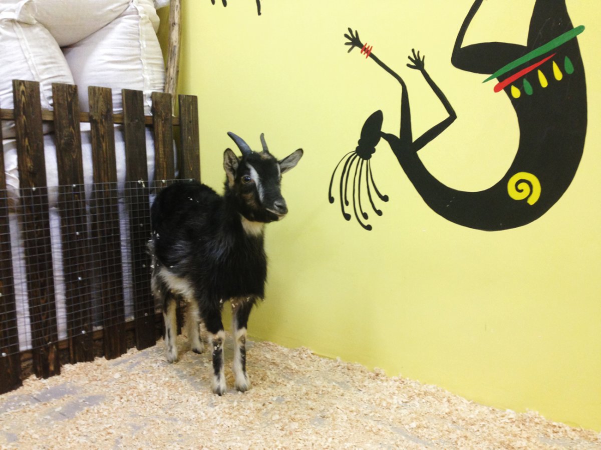 Контактный зоопарк Казань