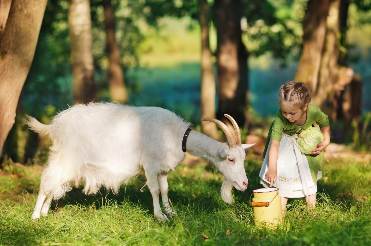 Козье молоко