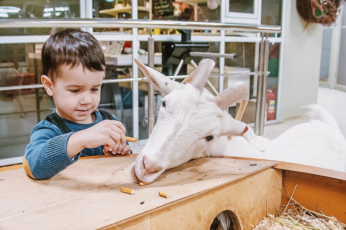 Контактный мини зоопарк