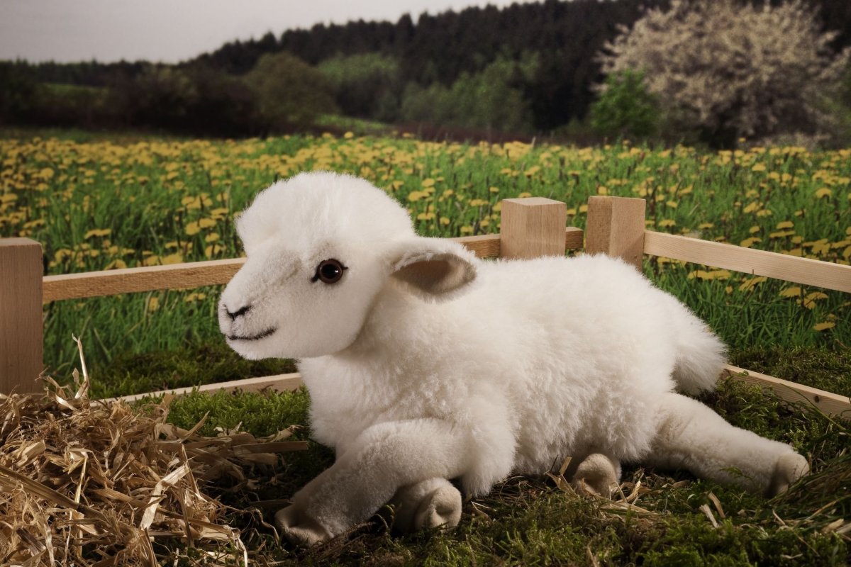 Маленькая Овечка