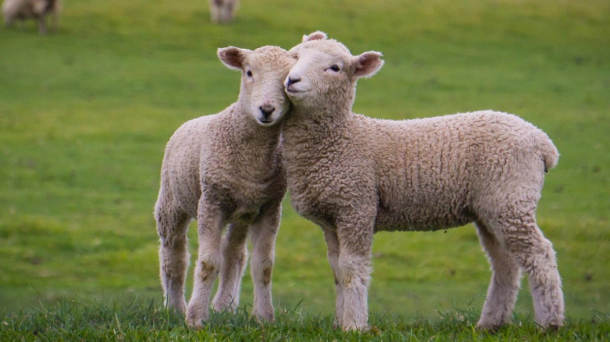 Красивая овца