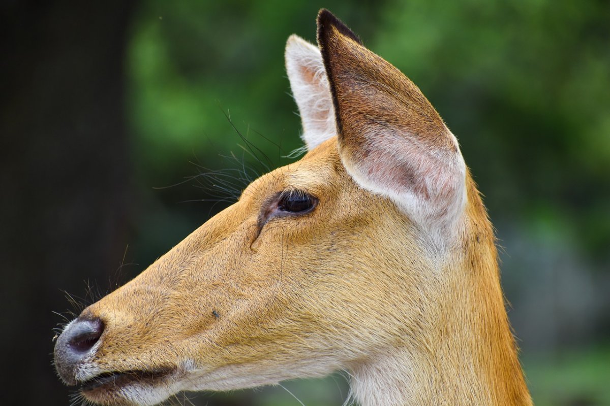 Пятнистая Лань