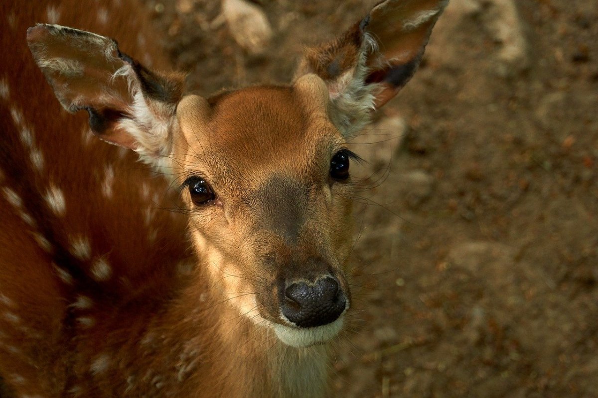 Глаза олененка