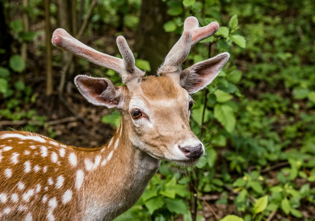 Морда оленя