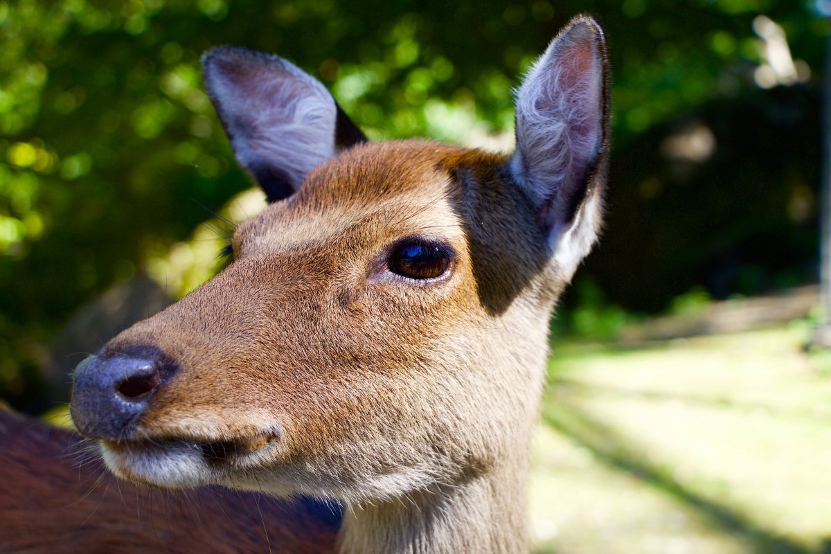 Антилопа Дик-Дик портрет