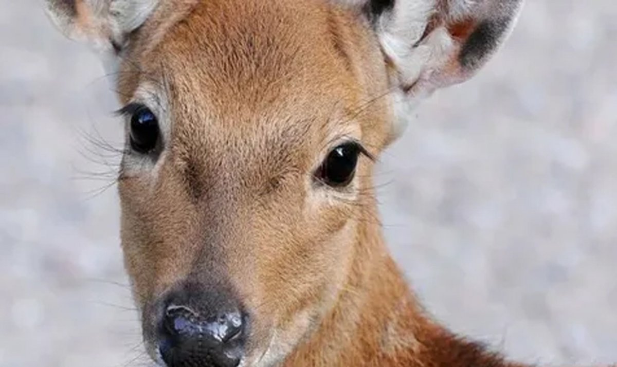 Лань Даниэль