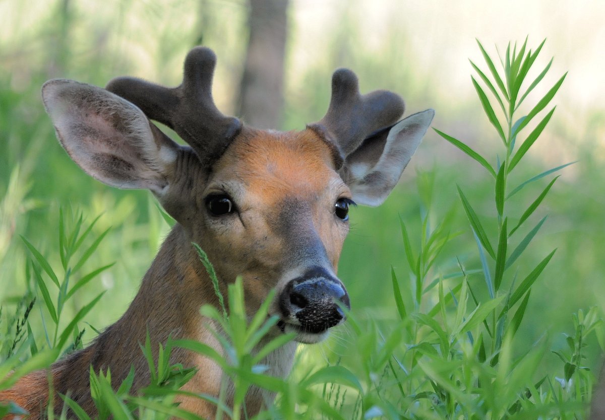 Красивый Олененок