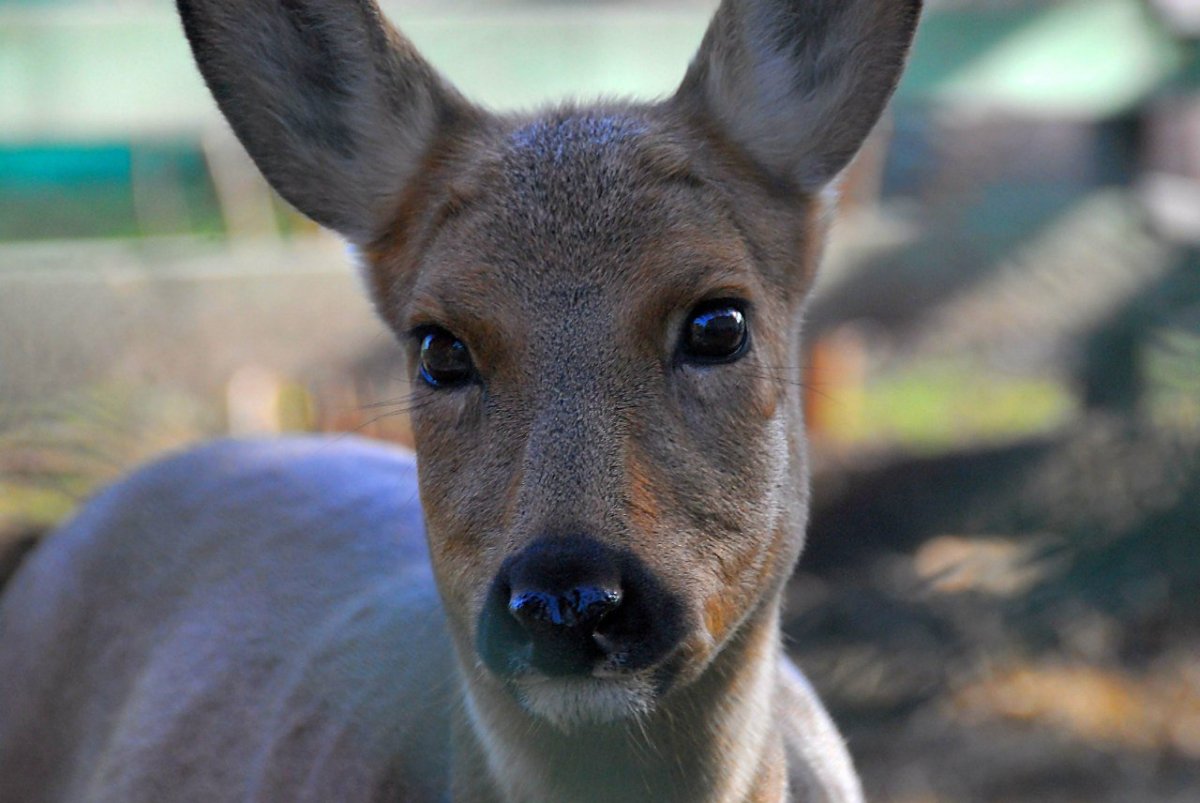 Глаза косули