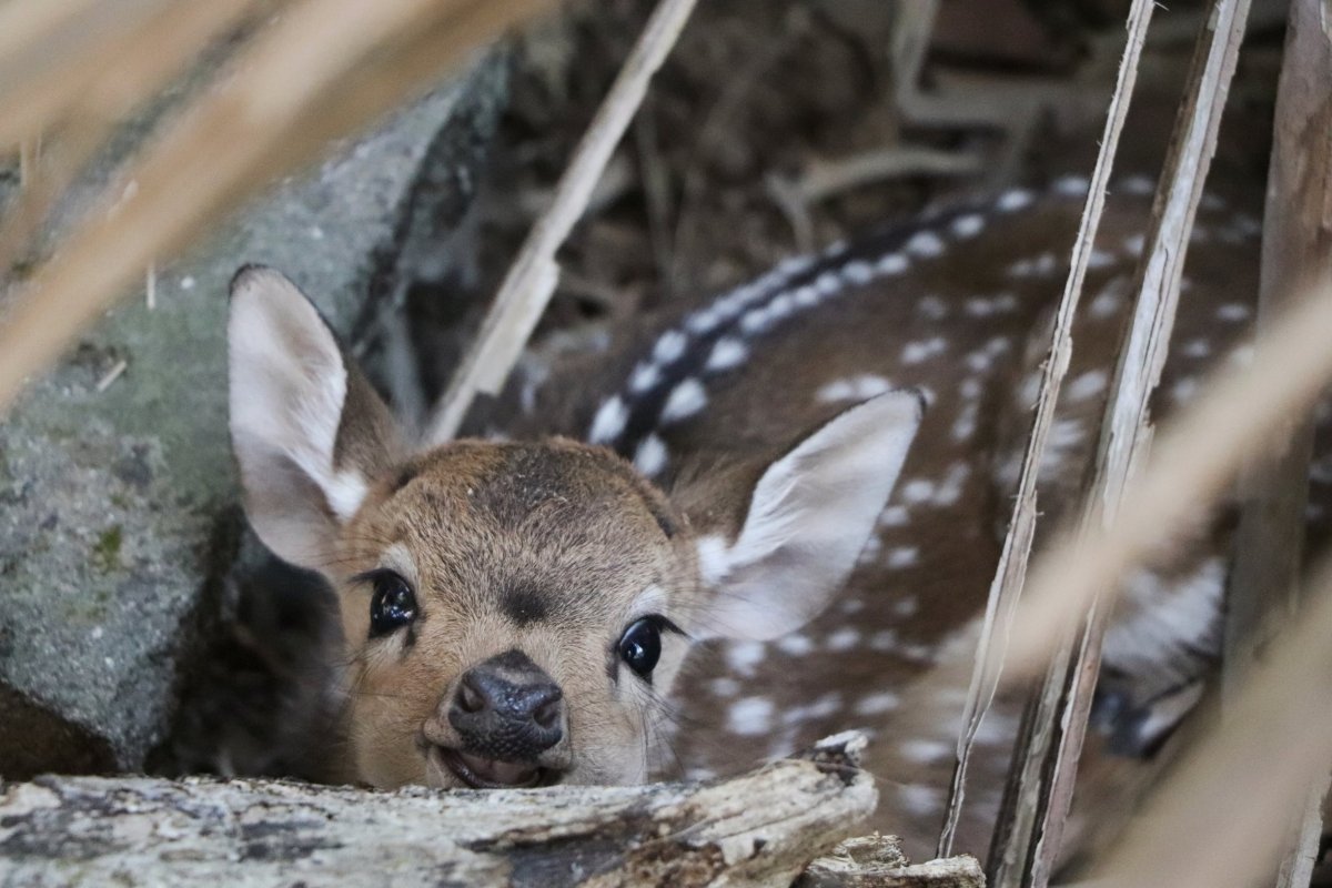Енджун оленёнок