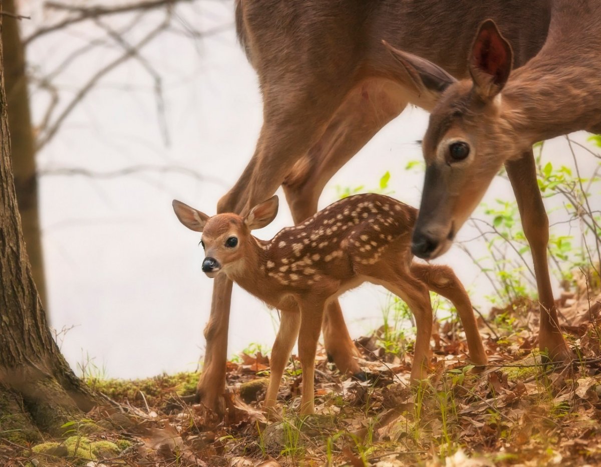 Белохвостый олень детеныш