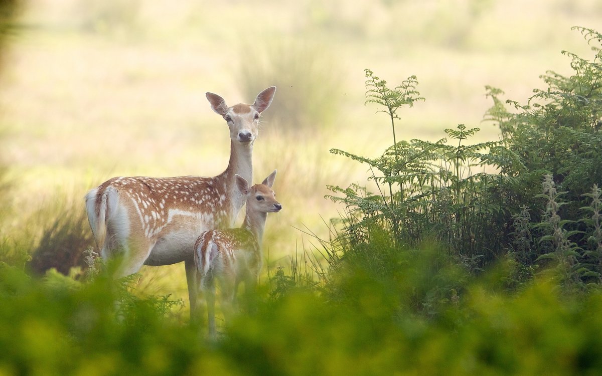 Белохвостый олень детеныш