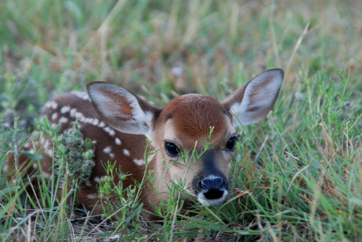 Белохвостая Лань