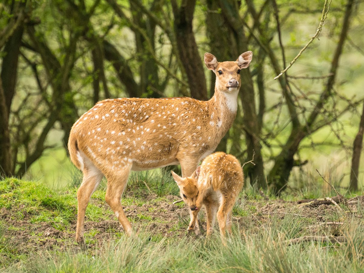 Олениха с олененком