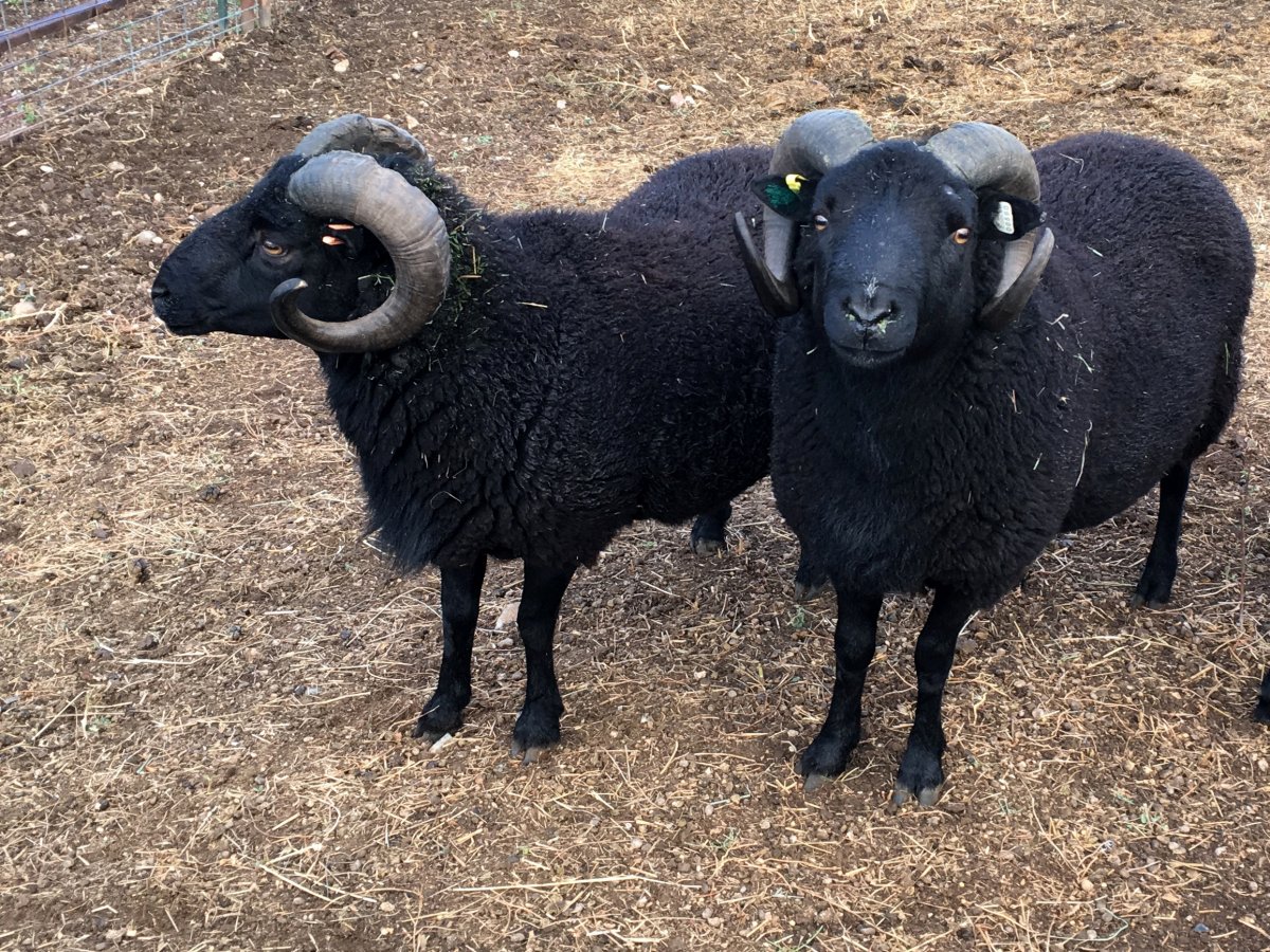 Эдильбаевская порода овец