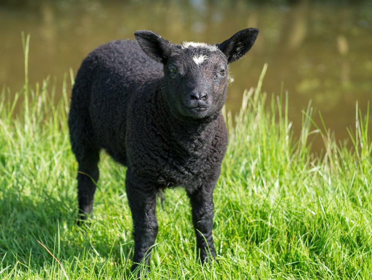 Черная Овечка