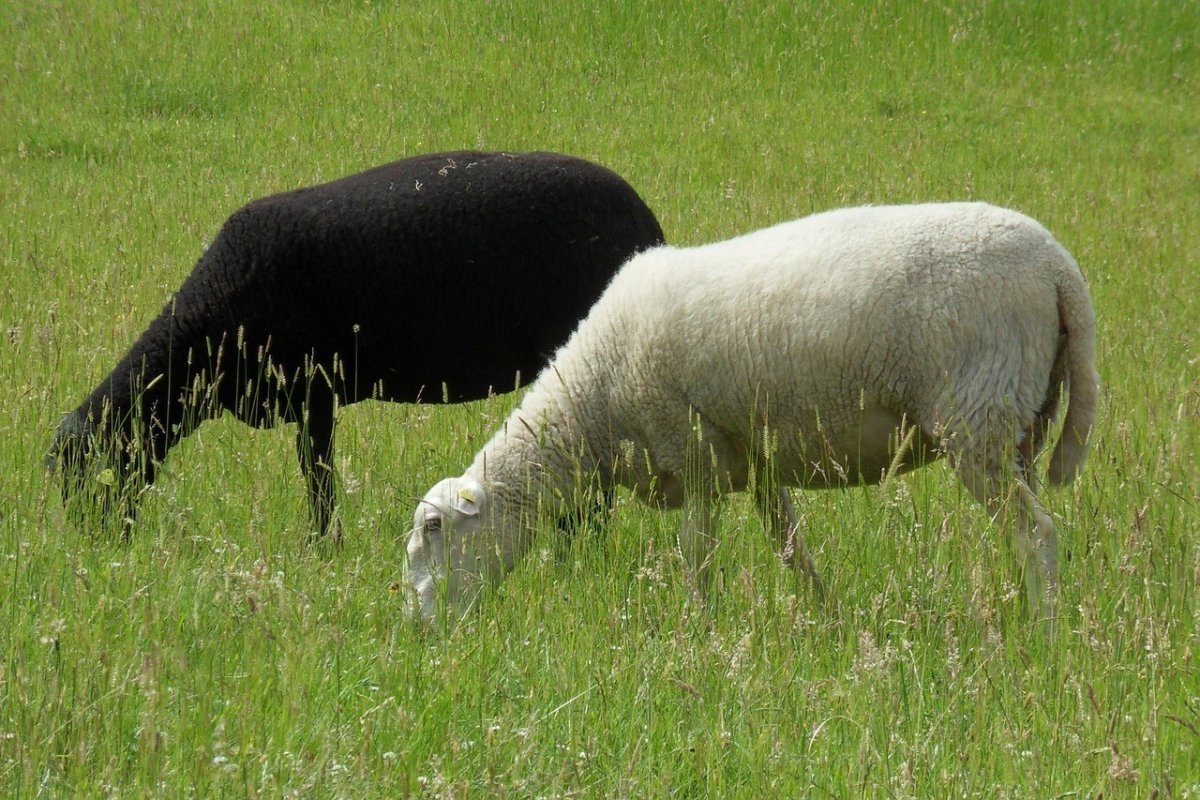 Порода овец Бизон