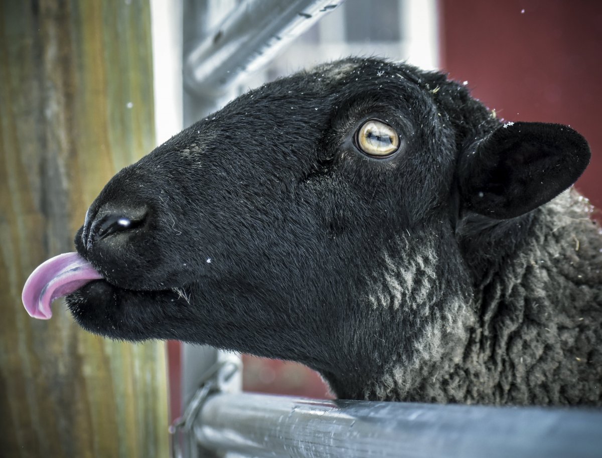 Черная овца с белой шерстью