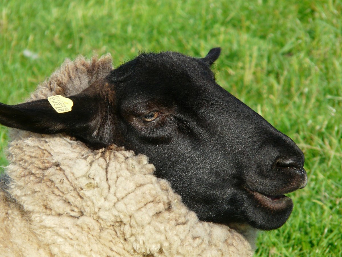 Черная Овечка