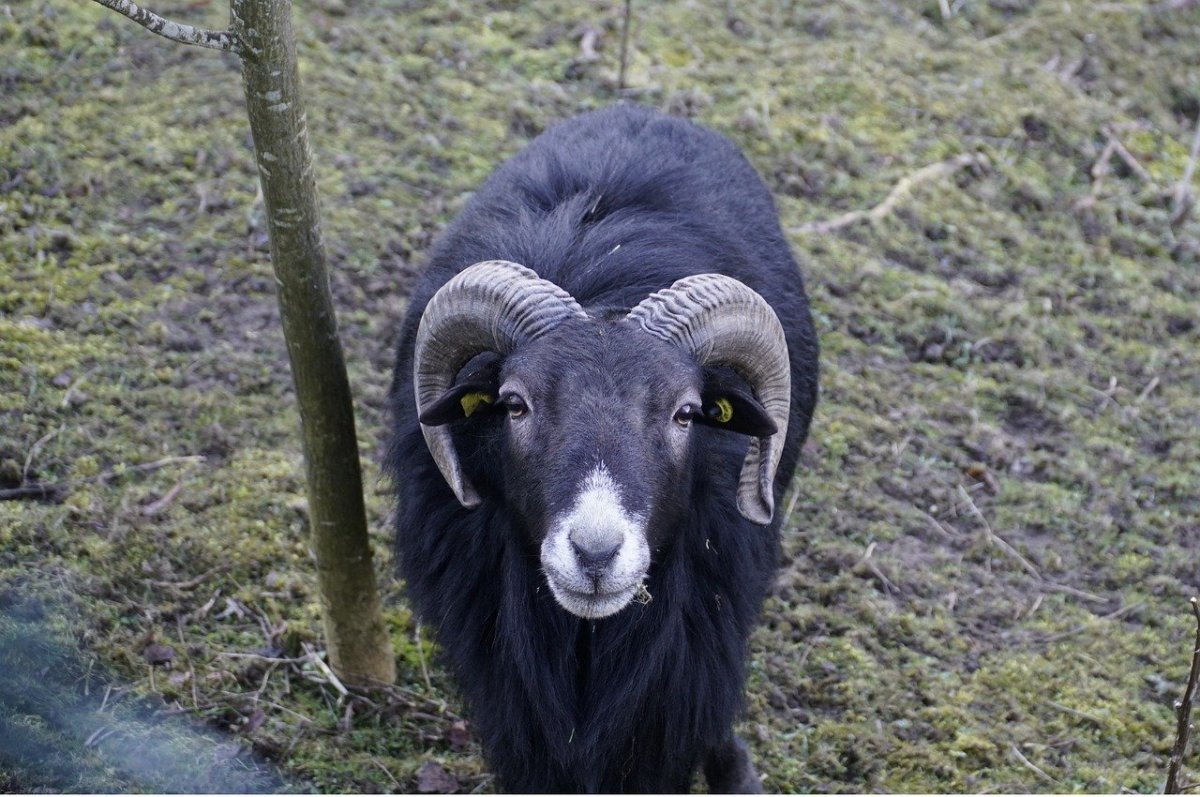 Меринос чёрный баран