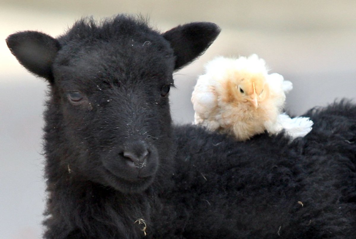 Черная Овечка