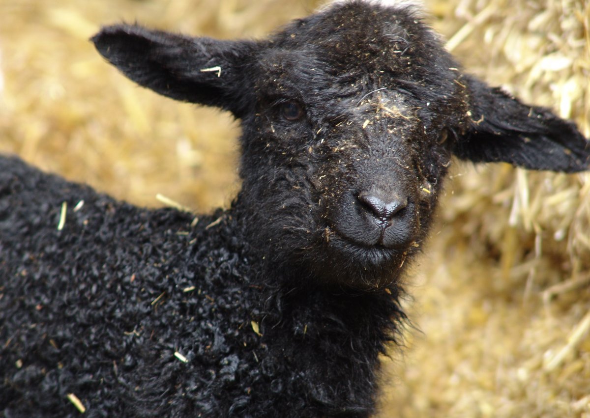 Черный ягненок