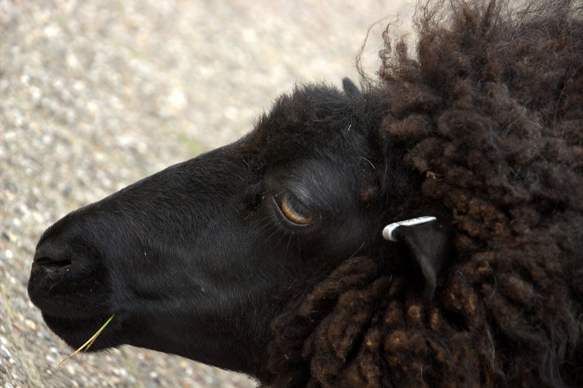 Черный ягненок