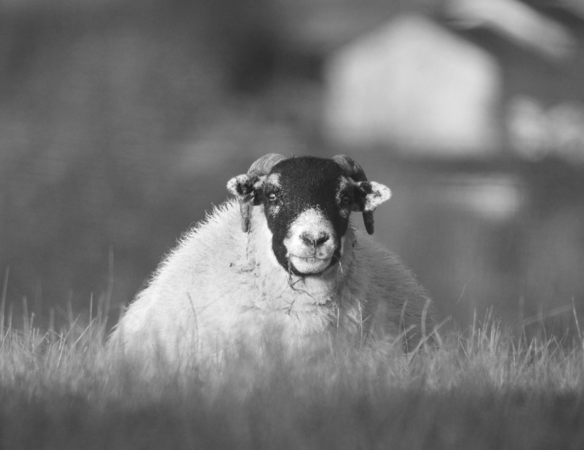 Химера овцы и козы