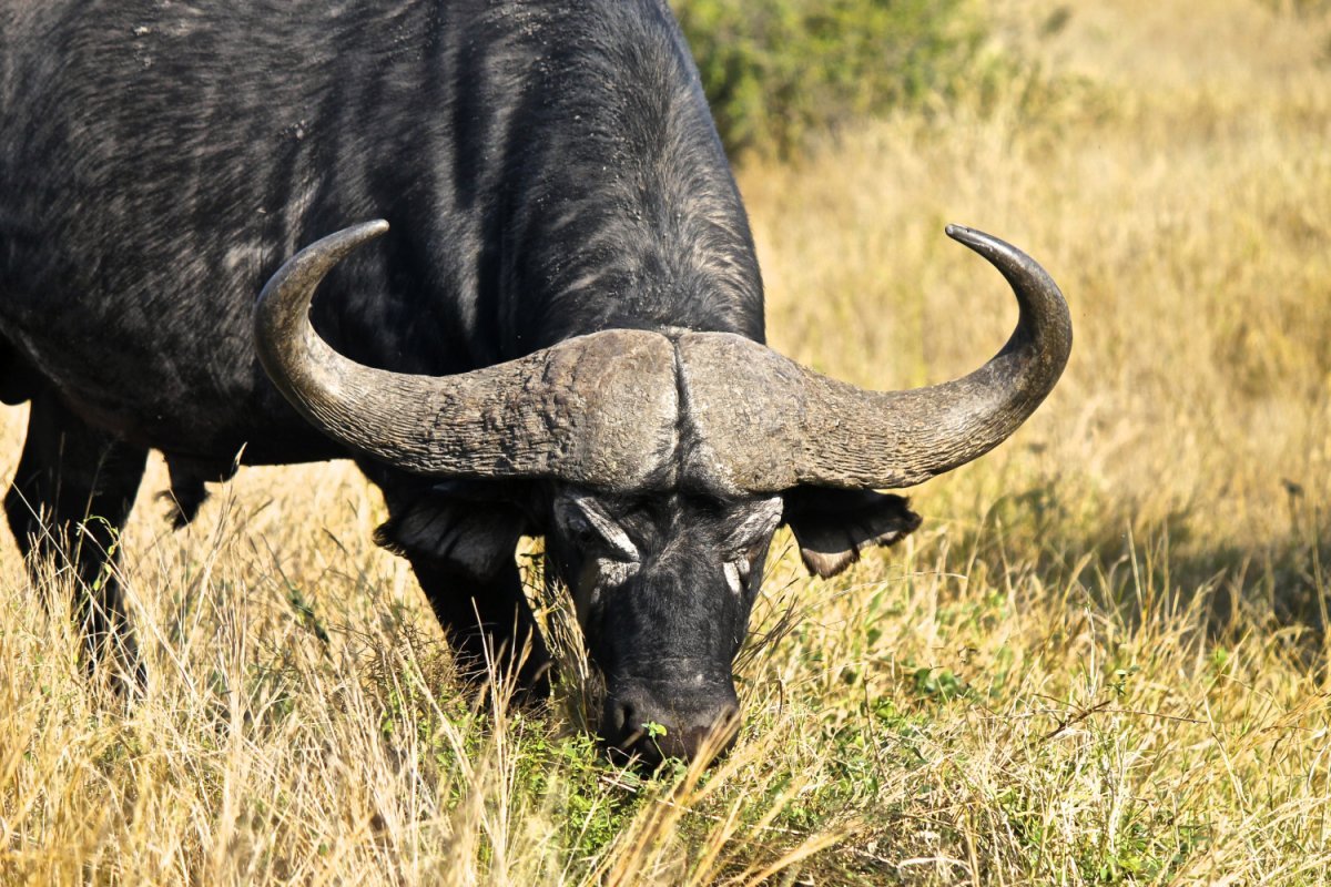 Горные Буйволы