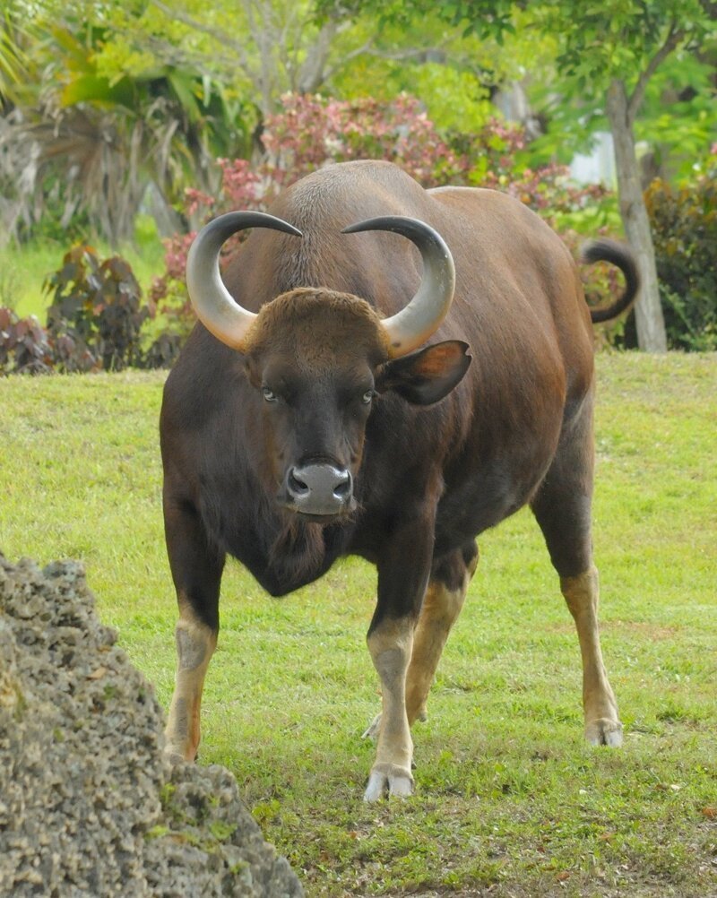 Дикий бык Гаур