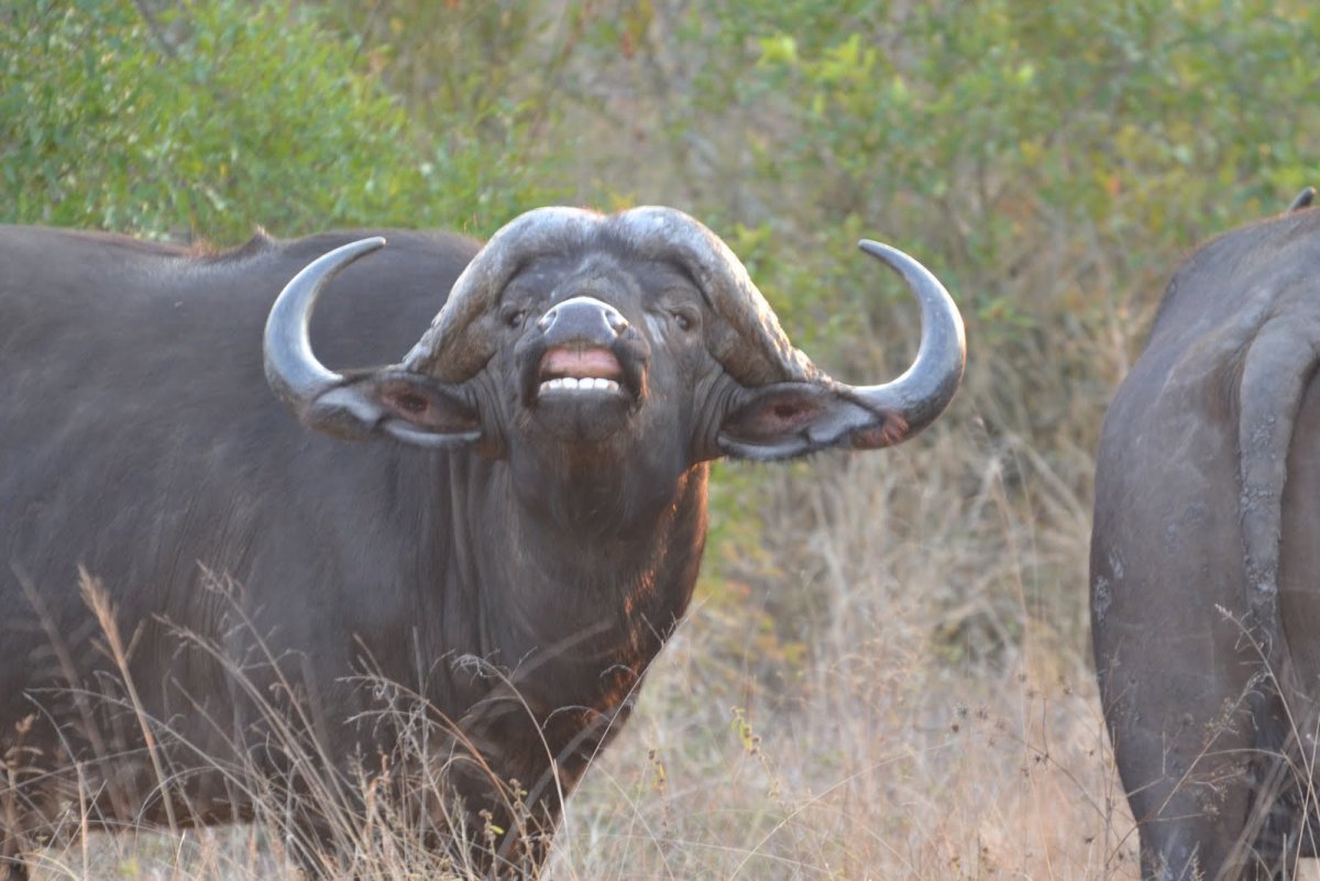 Азиатский буйвол в Австралии