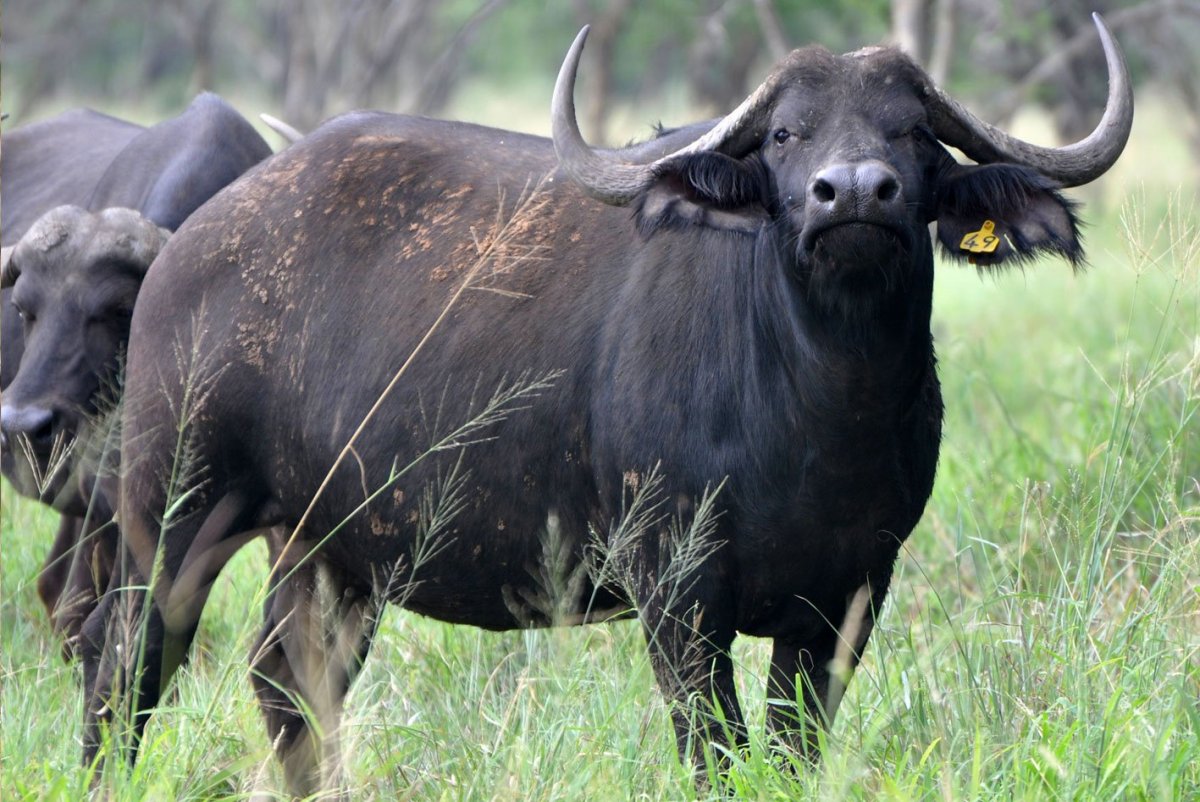 Buffalo Buffalo Buffalo Buffalo Buffalo Buffalo Buffalo Buffalo