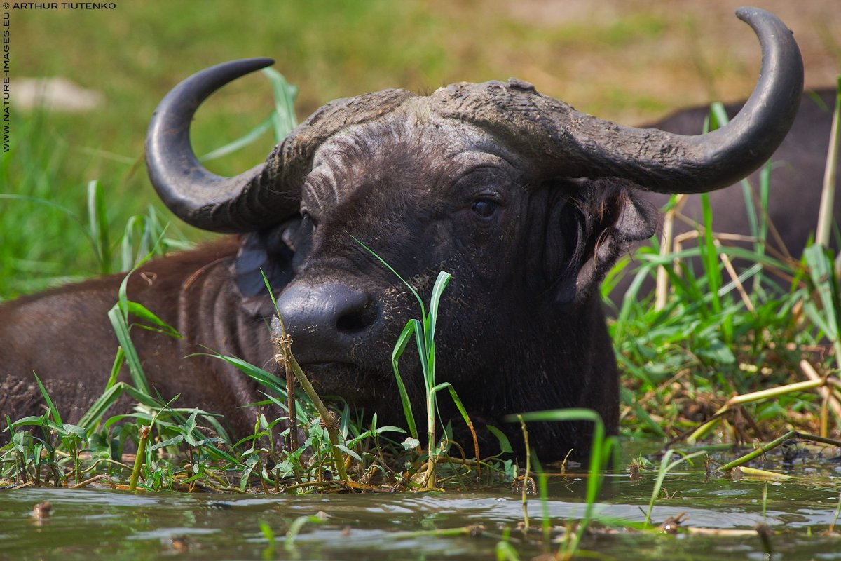 Шерстистый буйвол