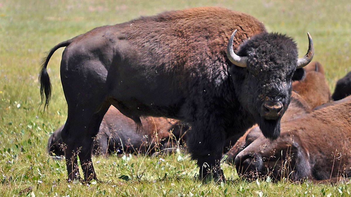 Аргентинский Бизон